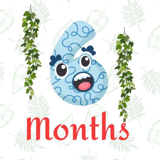 6 months