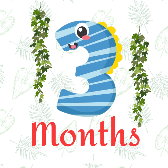 3 Months